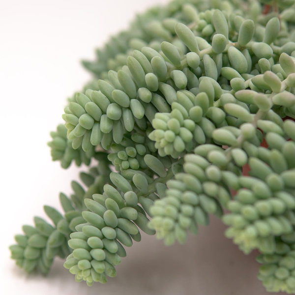 Sedum burrito - 14cm