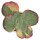 Kalanchoe thyrsiflora Rainbow - 6cm