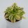 Aeonium decorum Sunburst - 13cm