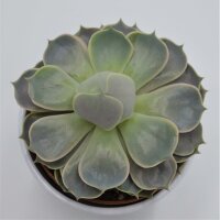 Echeveria Lotus - 12cm