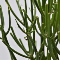 Euphorbia tirucalli - 15cm
