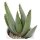 Aloe claviflora - 6cm