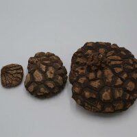 Dioscorea mexicana - Caudex Ø 19 - 21cm