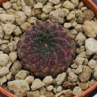 Sulcorebutia rauschii Violet - 5,5cm