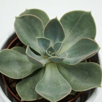Echeveria Green Pearl - 9cm