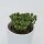 Euphorbia cristata - 5,5cm