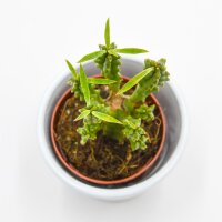 Euphorbia loricata - 5,5cm