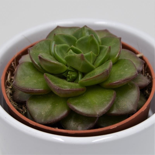 x Sedveria Letizia - 8,5cm