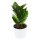 Zamioculcas zamiifolia - 6cm
