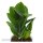 Zamioculcas zamiifolia - 6cm