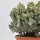 Euphorbia lactea f. variegata cristata - 17cm