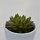 Echeveria Spruce Oliver - 6cm