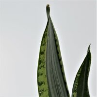 Sansevieria Grey Stripe - 10,5cm