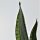 Sansevieria Grey Stripe - 10,5cm