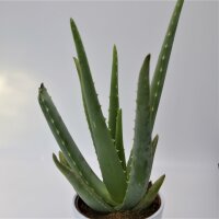 Aloe vera - 12cm