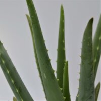 Aloe vera - 12cm