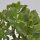 Crassula arborescens ssp. undulatifolia - 17cm