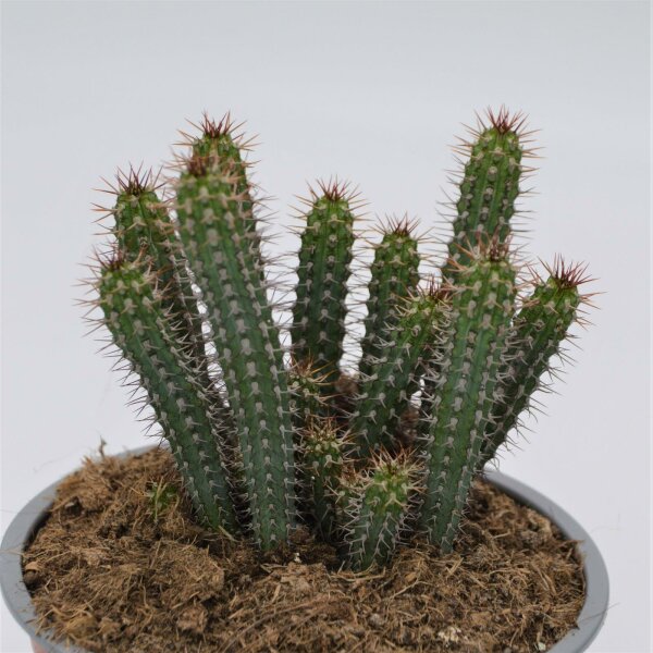 Euphorbia baioensis - 13cm