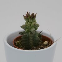 Euphorbia poligona f. monstruosa - 5,5cm
