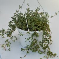 Delosperma mesembryanthemum - 12cm Ampel