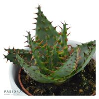 Sukkulente Aloe ferox 5,5cm