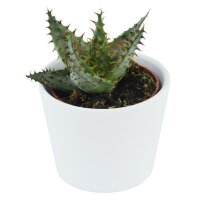 Aloe ferox - 5,5cm