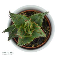 Aloe ferox - 5,5cm