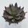 Echeveria affinis - 12cm