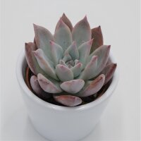 Echeveria colorata f. brandtii - 6cm