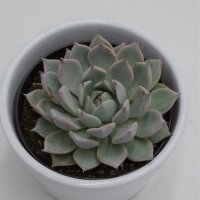 Echeveria colorata - 9cm