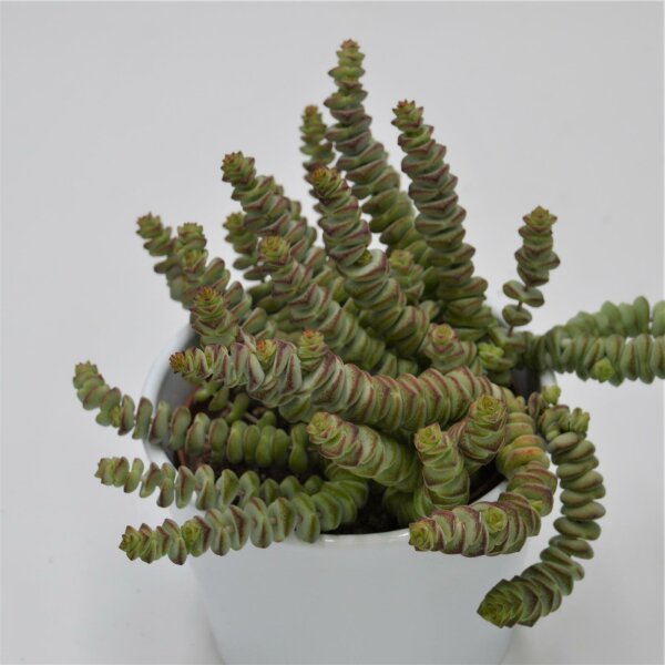 Crassula rupestris subsp. marnieriana - 10,5cm