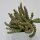 Crassula rupestris subsp. marnieriana - 8,5cm