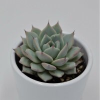 Echeveria colorata - 6cm