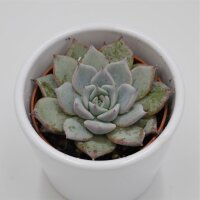 Echeveria colorata - 6cm