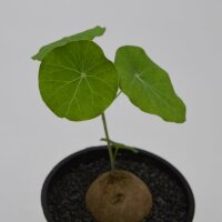 Stephania erecta - 12cm