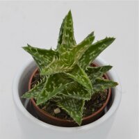 Aloe juvenna - 5,5cm