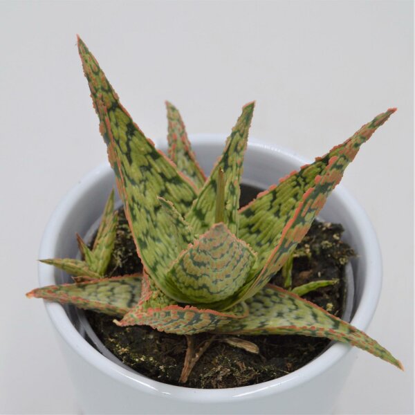 Aloe Pink Blush - 8,5cm
