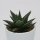 Haworthia herbacea - 6cm