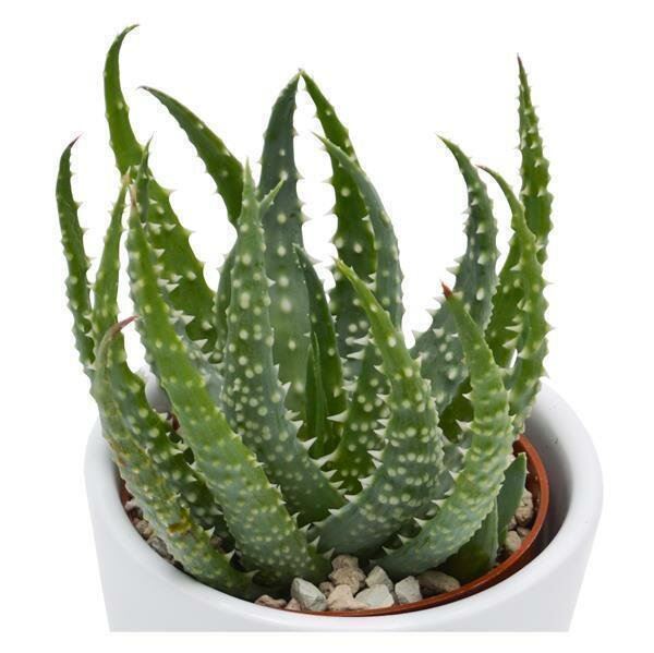 Aloe humilis - 6cm