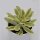 Echeveria Mini Belle f. variegata - 6cm