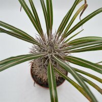 Pachypodium geayi - 12cm