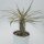 Pachypodium geayi - 12cm