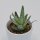 Aloe humilis - 5,5cm