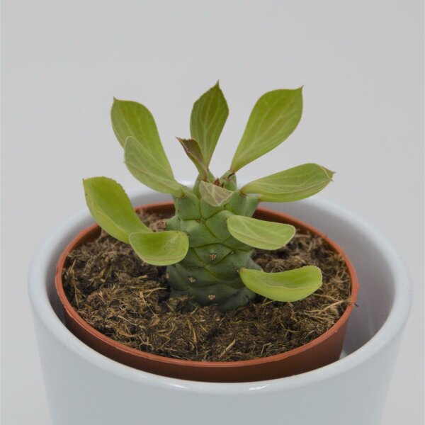 Euphorbia ritchiei - 8,5cm
