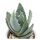 Aloe peglerae - 5,5cm