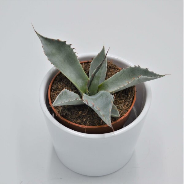 Agave Pygmaea v14 1 Pflanze Sukkulente 1 Plant Sukkulenten 