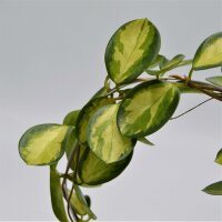 Hoya australis Lisa - 12cm mit Bogen