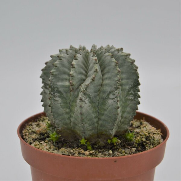 Euphorbia horrida v. striata alba - 13cm