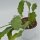 Epiphyllum Beavertail - 12cm