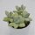 Pachyphytum Green Apple - 5,5cm
